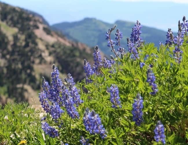 Stay Wild The 10 Most Common Wildflowers in the Wasatch Ski Utah